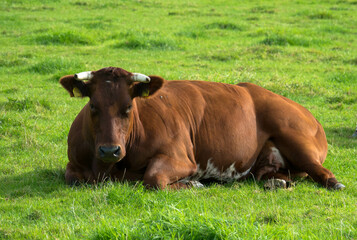 Brown dairy cow lies relaxed on a meadow.
