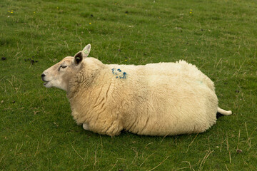 Obraz premium A white sheep lies on a dike in Friesland, the Netherlands
