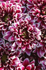 pink chrysanthemum flowers
