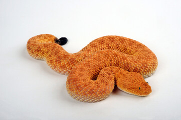 Sahara sand viper // Avicennaviper (Cerastes vipera)