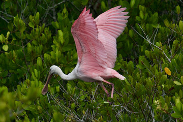 Roseate Spoonbill in flight 