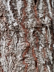close up bark pattern is seamless texture from tree. For background wood work, Bark of brown hardwood, thick bark hardwood, residential house wood. macro pattern of bark tree.