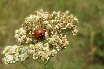 Ladybug on yarrow flowers in autumn garden, natural background