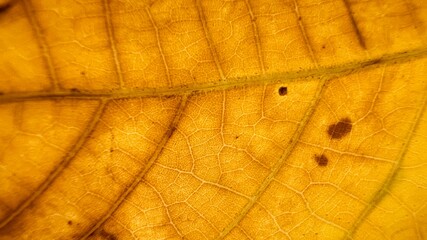 background texture green and yellow leaf structure macro photography
