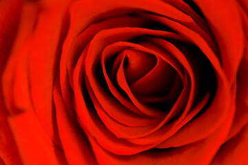 Fototapeta na wymiar defocused blurred beautiful close up red rose macro