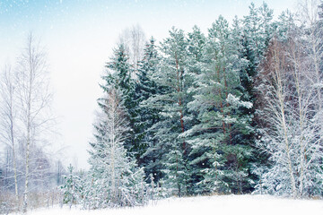  Frozen winter forest with snow covered trees.