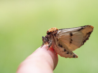 Buff-tip (Phalera bucephala) moth on human finger
