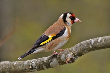 Chardonneret élégant mâle (Carduelis carduelis), Neuchâtel, Suisse.