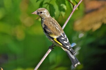 Chardonneret élégant (Carduelis carduelis), Neuchâtel, Suisse.