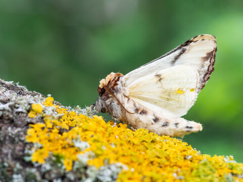 Buff-tip (Phalera bucephala) moth on old tree