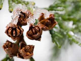 Thuja tree winter background