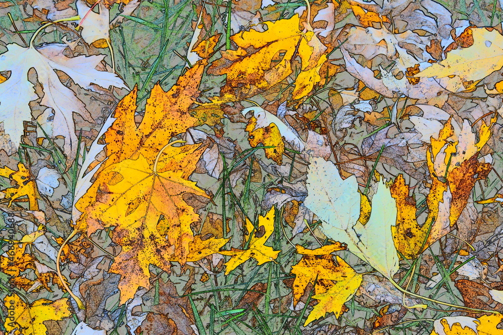 Sticker yellow and brown leaves in an autumn lawn