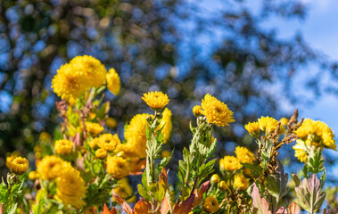 Yellow autumn chrysanthemums, holiday card	
