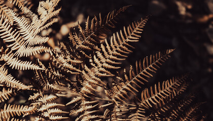 Autumn natural background. Sunlit dry yellow fern leaf. Dark image. Contrast of light. © JulyLo.Studio