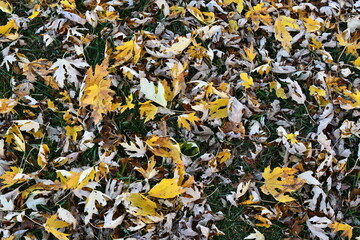 Fallen Autumn Leaves in a Yard