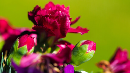 Macro de pétales de fleurs, parsemant un jardin, sous un temps ensoleillé et chaleureux