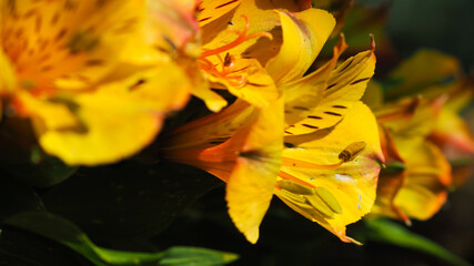 Fototapeta na wymiar Macro de pétales de fleurs, parsemant un jardin, sous un temps ensoleillé et chaleureux