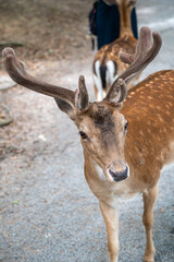 The beautiful deer standing in a zoo