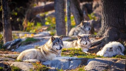 a pack of north American gray wolf resting at sunset