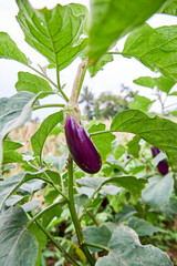 close up of fresh eggplant growing in the plantation