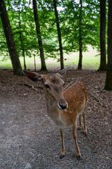 A beautiful deer standing in a natural habitat