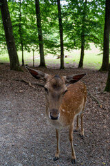 A beautiful deer standing in a natural habitat