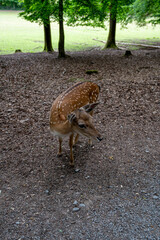 A beautiful deer standing in a natural habitat