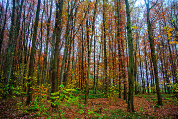 Obraz premium Herbst 2021 Doos und Veitsberg