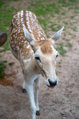 A beautiful deer standing in a natural habitat