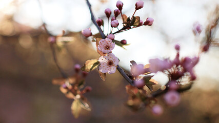 Beautiful floral spring abstract nature background with blooming cherry tree branches on a pink background,landscape panorama, copy space.