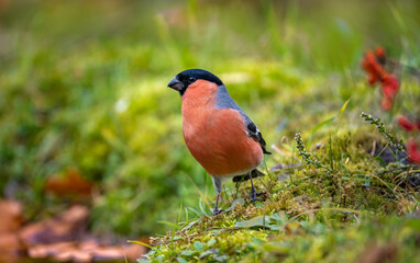 Male bullfinch close-up on the background of blurred autumn grass