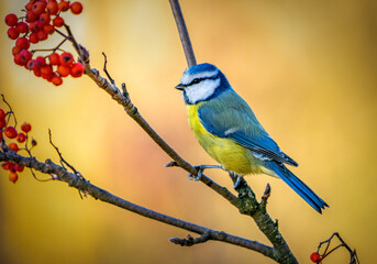 The azure bird sits on a rowan branch with red berries on a blurry autumn background
