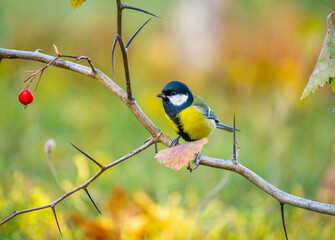 A bluebird bird sits on a prickly branch with red berries on a blurry autumn background