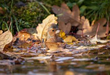 A finch bird sat down on a pond strewn with fallen leaves to swim and brush its feathers