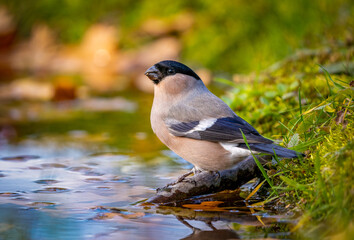 Female bullfinch in close-up sitting on a stick sticking out of the pond and drinking water