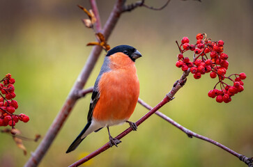 Male bullfinch in close-up sitting on a rowan branch with red berries - obrazy, fototapety, plakaty
