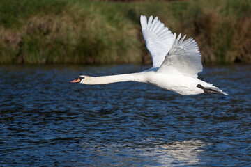 Low flying swan