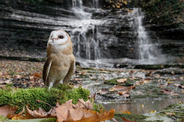 Barn owl with waterfall on background, wide angle photography with photo trap (Tyto alba)