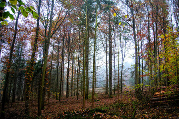 Obraz premium Herbst 2021 Doos und Veitsberg