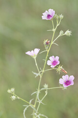 Macrophotographie de fleur sauvage - Guimauve faux-chanvre (Althaea cannabina)