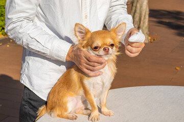 犬の耳掃除