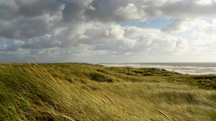 Field near the sea on a windy day
