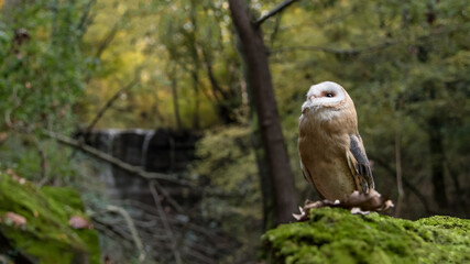 Barn owl in the woodland (Tyto alba)