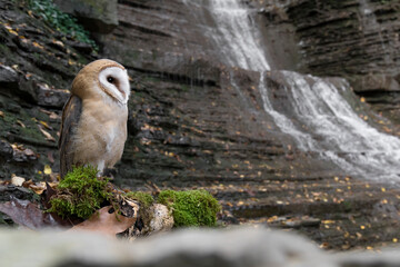 Obraz premium The Barn owl with waterfall on background (Tyto alba)