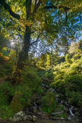 Fototapeta na wymiar Forest scene, Sun rays falling on green plants behind a tree in Garhwal forest, Uttarakhand, India. A small river in foreground.