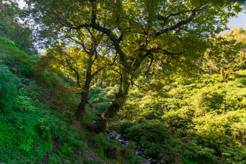 Forest scene, Sun rays falling on green plants behind a tree in Garhwal forest, Uttarakhand, India. A small river in foreground.