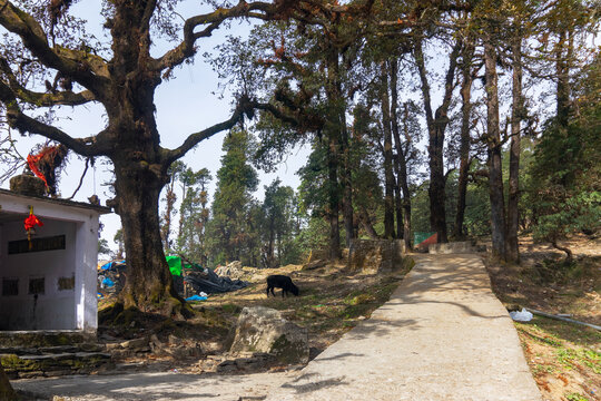 Trekking route to Tunganath temple, uttarahand, India. Beuatiful trees beside the mountain pathway.