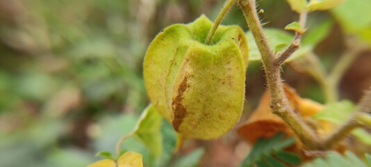 close up of a plant