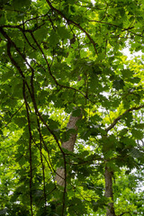 A closeup shot of trees in the forest