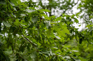Fototapeta na wymiar A closeup shot of trees in the forest
